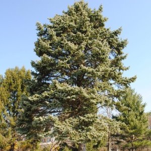 Duglaska tisolistá (Pseudotsuga menziesii) - výška: 40-60 cm, kont. C5L